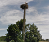 stork!.png