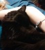 steve takes a nap and i lose ownership of my left arm.jpg