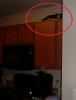 near ceiling cat.png