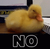 duck-no.gif