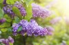 Lilac-8.jpg