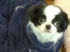 dogburrito.png