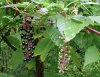 pokeweed_berries_07-01-14.jpg