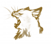 yawncat.png