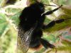 red-tailed-bumble-bee-close-up,-les-fisher,-sheringham,-20th-09-08-(Custom).jpg.aspx.jpeg