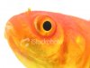 stock-photo-3005282-face-of-goldfish.jpg