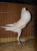 English-Pouter-white-dove-pigeons.jpg