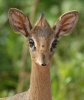 dikdik_ss_closeup_0.jpg