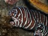 Zebra Moray Eel.jpg