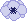 blue anemone.png