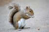 brown-squirrel-eating-nuts-park-47567094.jpg