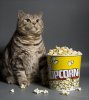 fatcatpopcorn.jpg