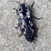 click beetle.jpg