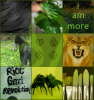 nepeta moodboard.png