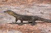 11935141-Australian-Goanna-Lace-Monitor-Varanus-varius--Stock-Photo-goanna.jpg