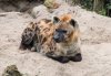 cutehyena-smallpic.jpg