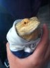 beardie burrito.JPG