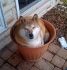 shiba-inu-photos-plant.jpg