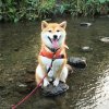 shiba-inu-3jpg.jpg