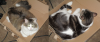 boxcats2.png