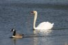 Mute Swan and Canadian Goose-X2.jpg