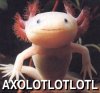 axolotl.jpg