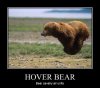 hover bear.jpg