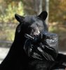 trash bear.jpg