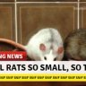 local rats