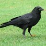 A Crow