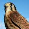 An Ordinary Kestrel